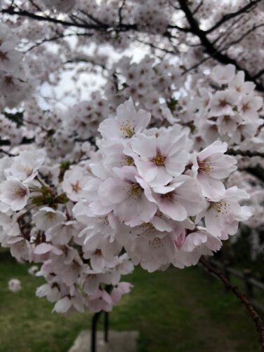 花を愛でる 趣味がみつかるブログ