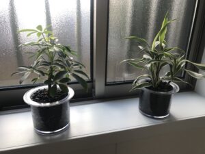 私でも育てることができる観葉植物 木炭で立派に育てる 趣味がみつかるブログ